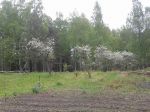 Körsbärsträden maj 2015
