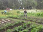 Trädgårdsarbete juni 2015